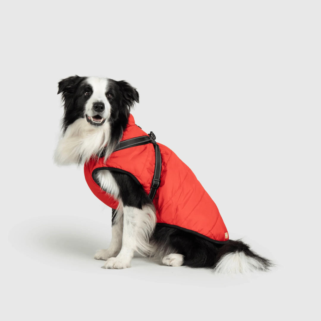 Chaqueta Impermeable para Perros + Libro Digital Gratis