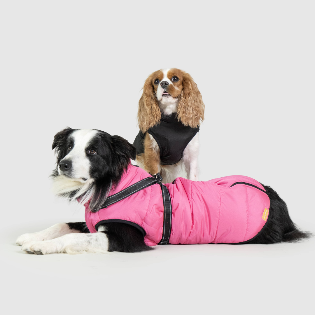 Chaqueta Impermeable para Perros + Libro Digital Gratis