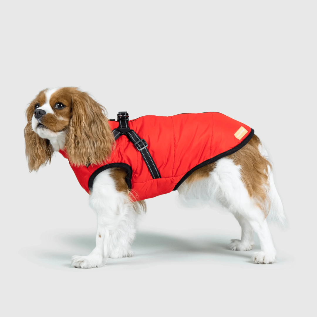 Chaqueta Impermeable para Perros + Libro Digital Gratis
