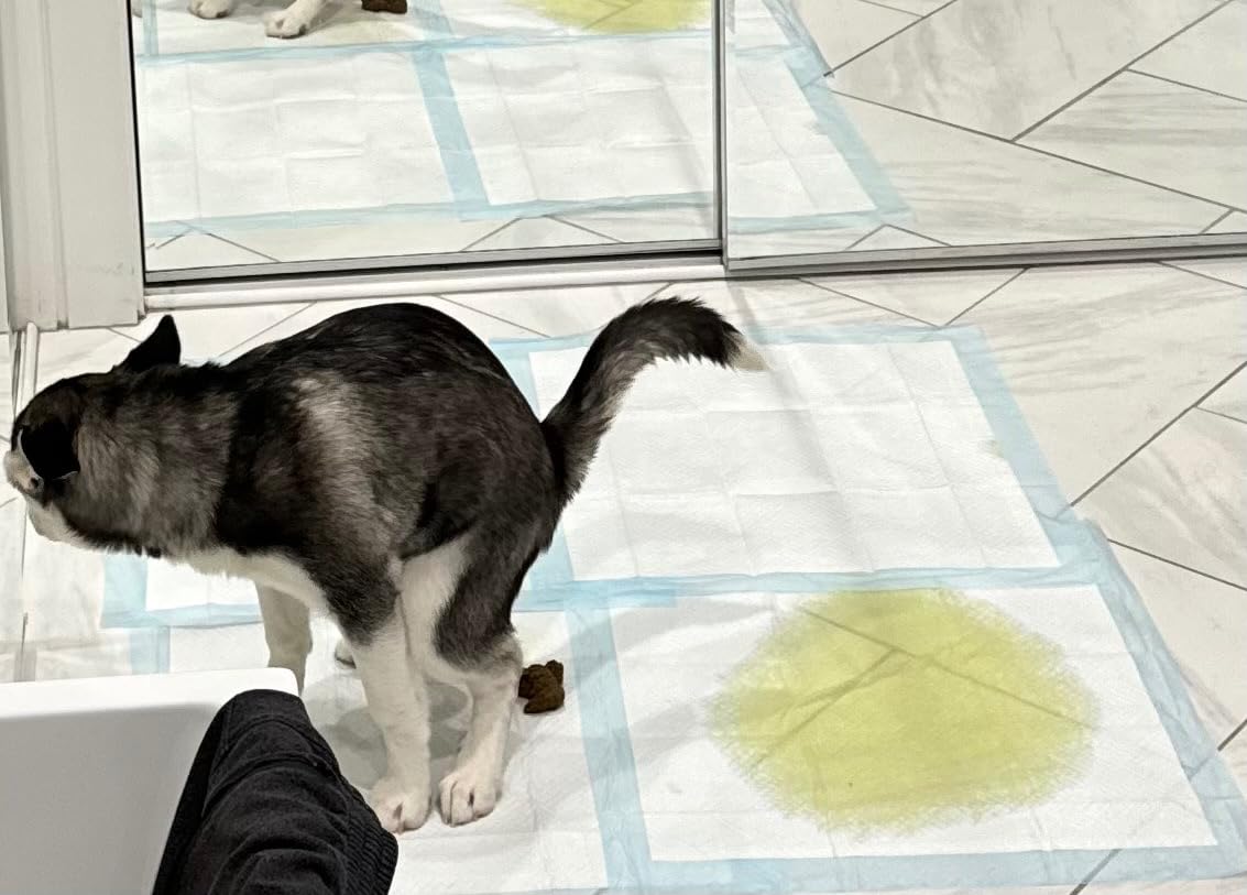 PetDry