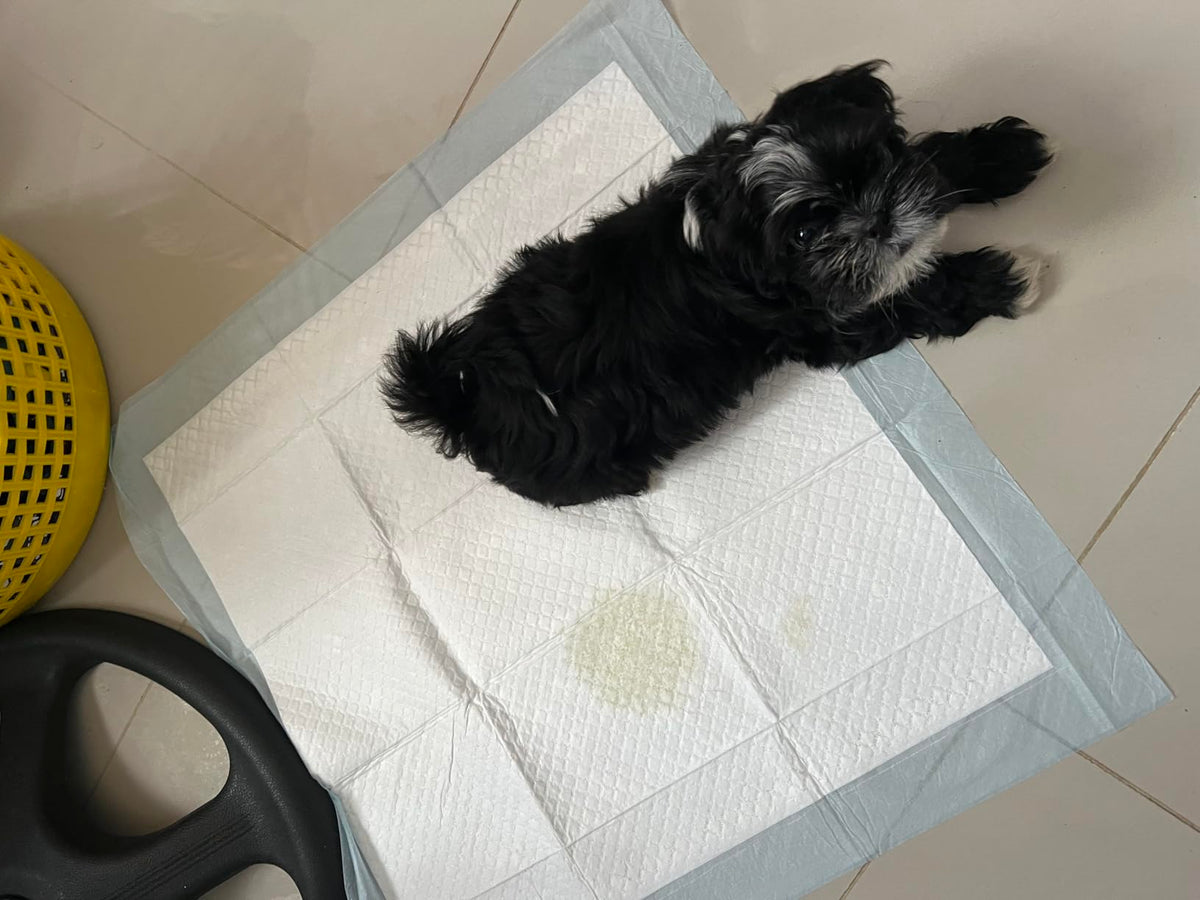 PetDry